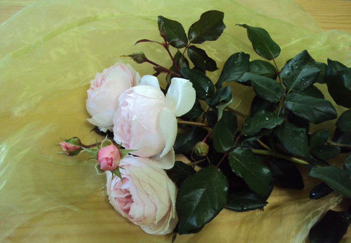 un buchet de trandafiri - Magia rozelor