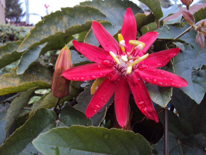 DSC01134 - Passiflora