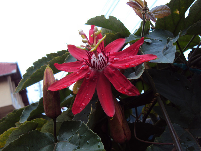 DSC01135 - Passiflora