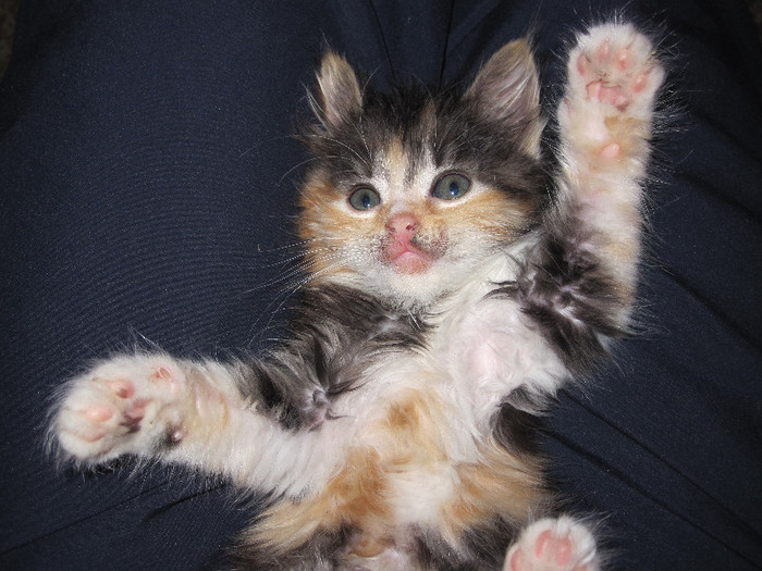 IMG_5606 - NORVEGIANA