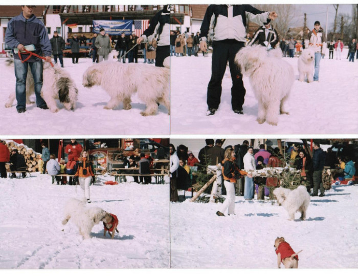 Poze Crai-Alex de Romania 007 - Brasov 2004