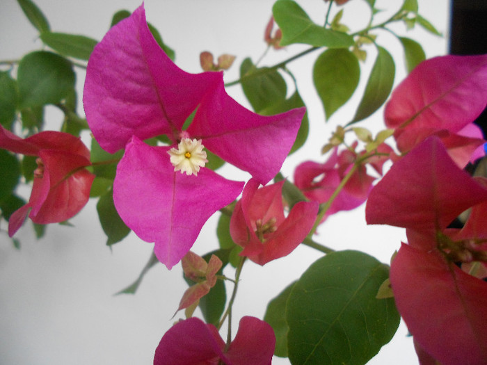 pink - 2012-BOUGANVILLEA