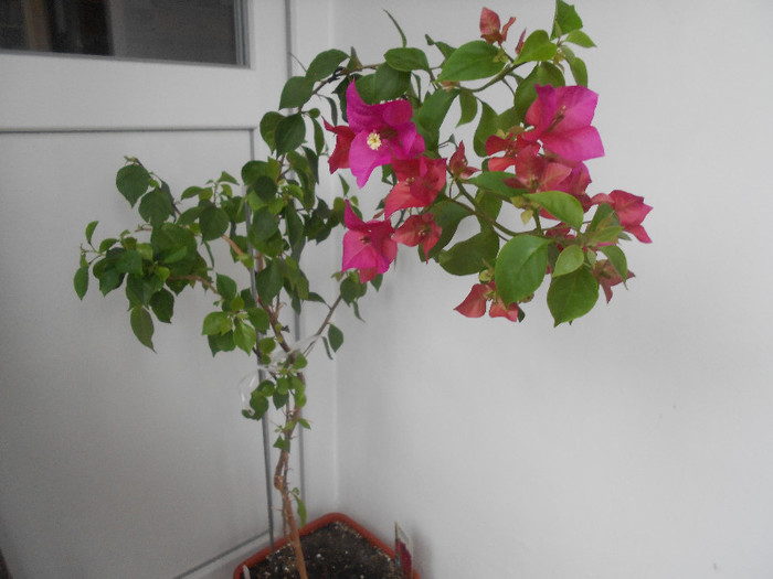 pink - 2012-BOUGANVILLEA