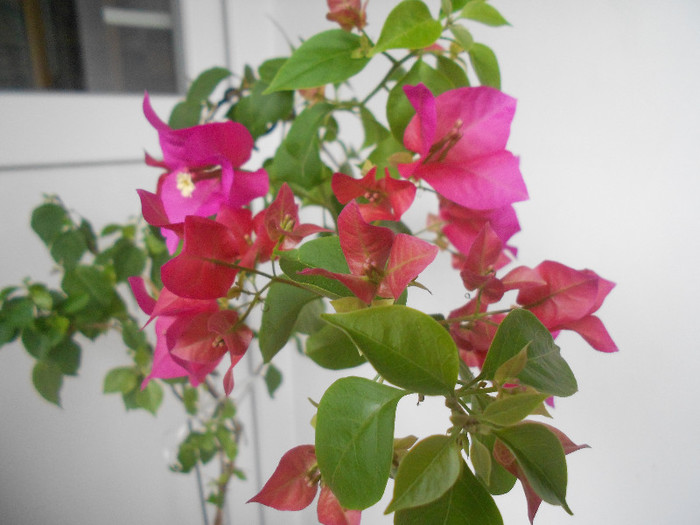 pink - 2012-BOUGANVILLEA