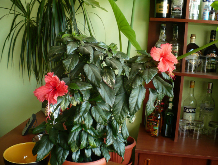 P1400991 - hibiscusi 2012