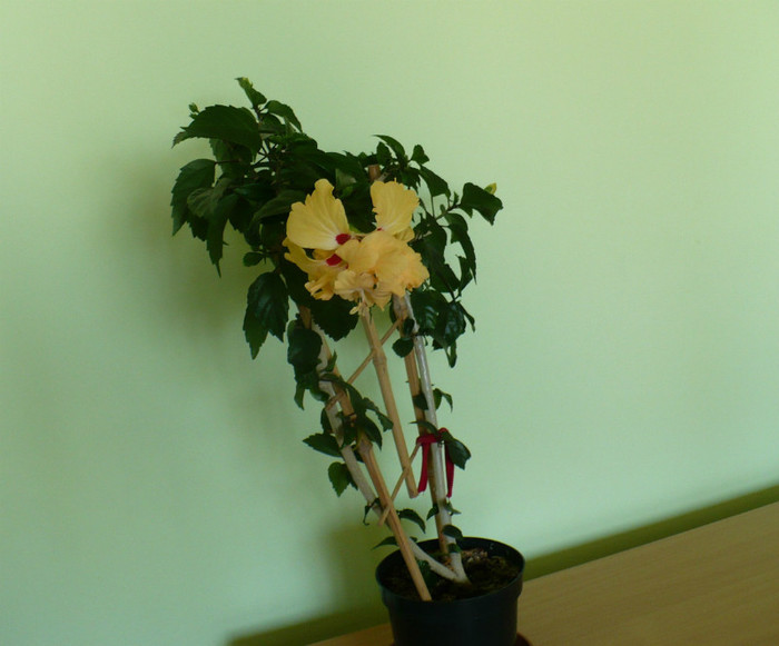 P1400994 - hibiscusi 2012