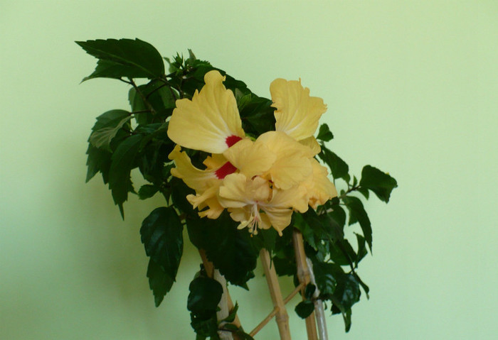 P1400995 - hibiscusi 2012