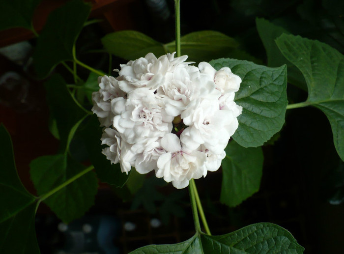 P1410029 - Clerodendron 2012