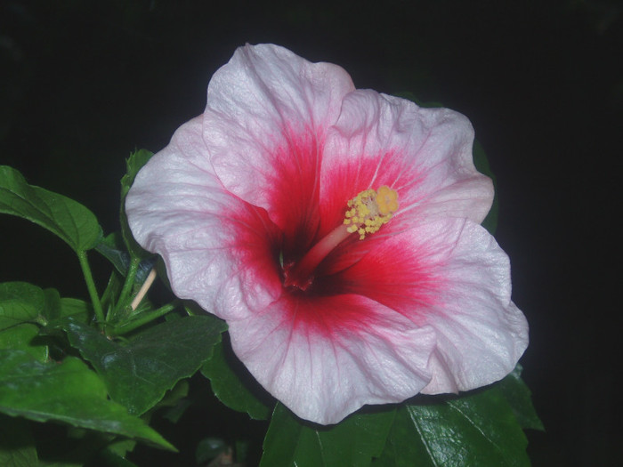 Pink Dream - Hibiscus