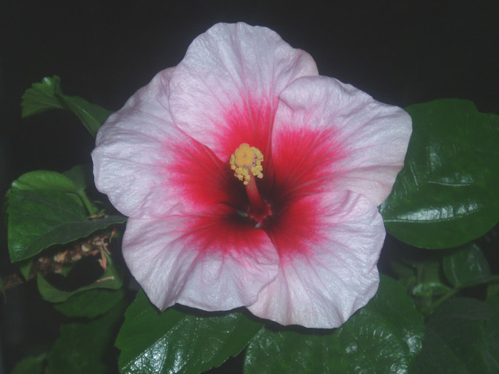  - Hibiscus