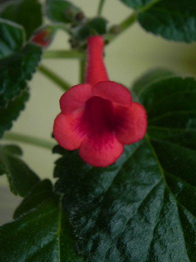 Red raindrops - Sinningia