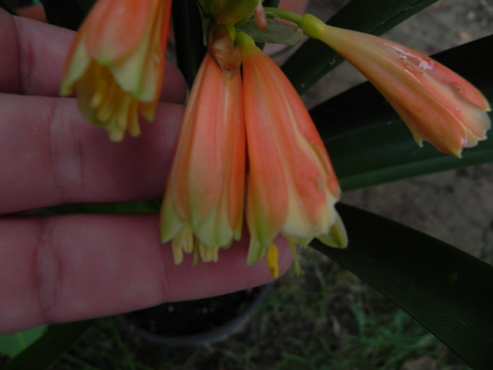 detaliu cupe - Clivia nobilis