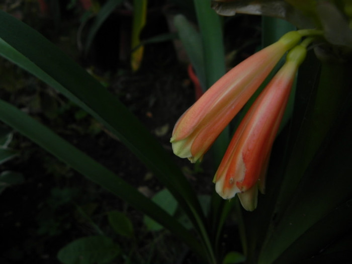 detaliu - Clivia nobilis