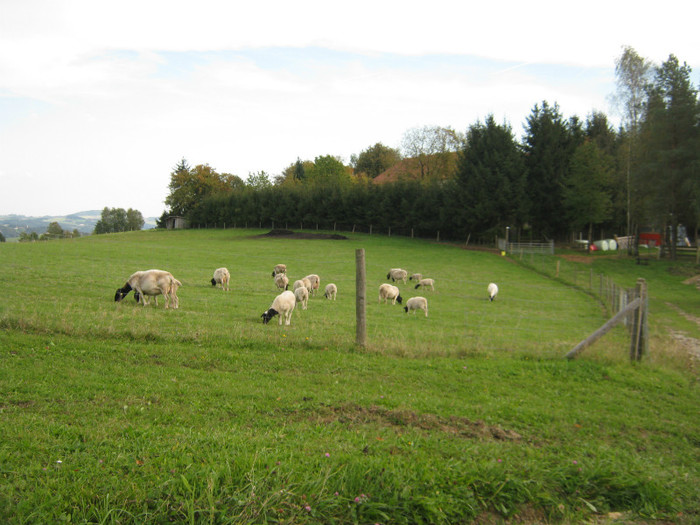 okt-2012 miei si oi in austria