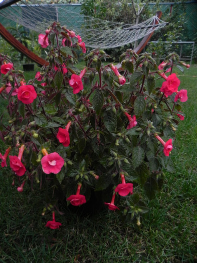  - Achimenes