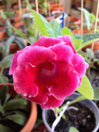 IMG_0809 - gloxinia 2012