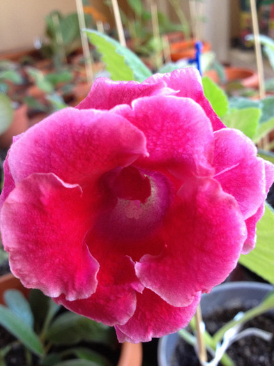 IMG_0811 - gloxinia 2012