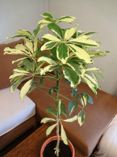 Variegata - Schefflera arboricola