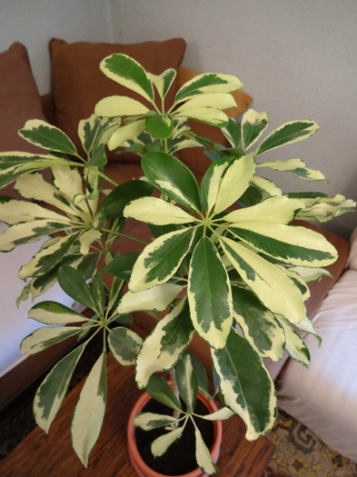 Variegata - Schefflera arboricola