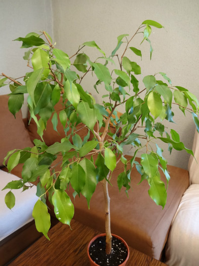 Ficus benjamina - Ficus-varietati