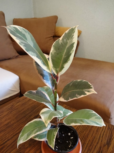 Ficus elastica-Tineke - Ficus-varietati