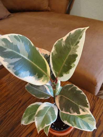 Ficus elastica-Tineke