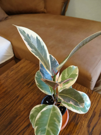 Ficus elastica-Tineke