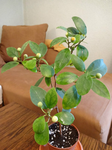 Ficus diversifolia - Ficus-varietati