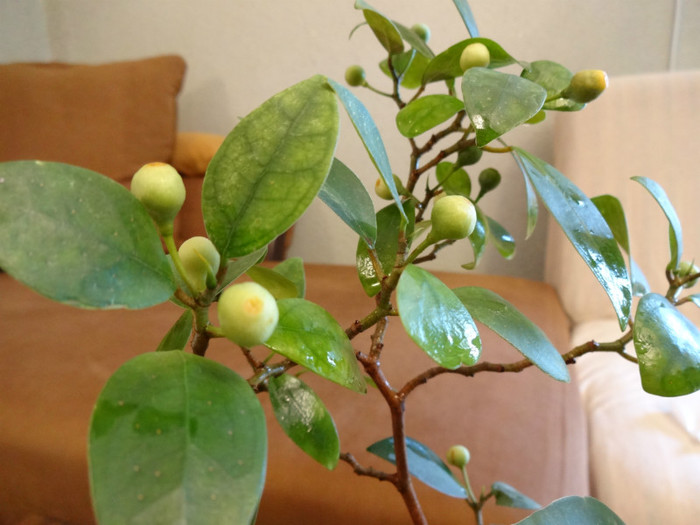 Ficus diversifolia - Ficus-varietati
