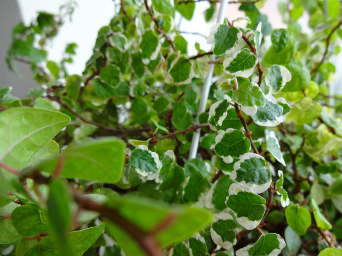 Ficus pumila-Variegata - Ficus-varietati
