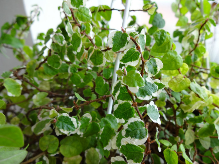 Ficus pumila-Variegata - Ficus-varietati