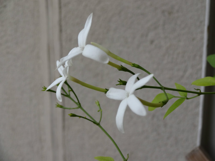 DSC00330 - Jasminum