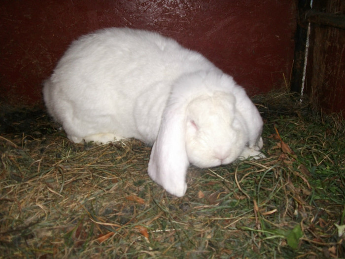 mascul din ianuarie - berbecuti 2012