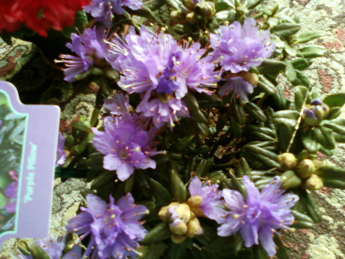 Rhododendron simsii - Rhododendron