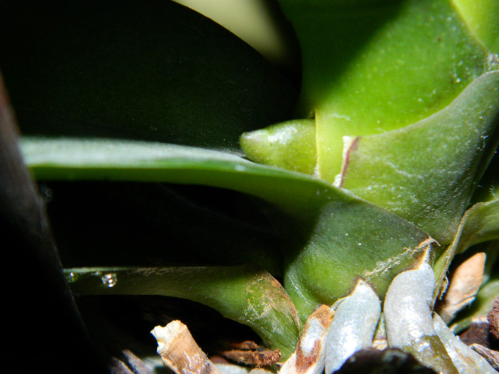 DSCN1057 - Doritaenopsis Pseudo Black Jack