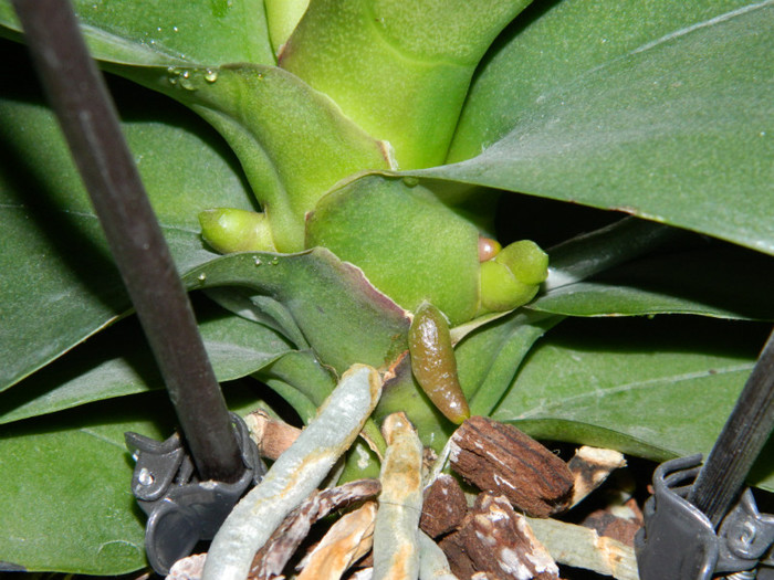 DSCN1041 - Phalaenopsis new edition