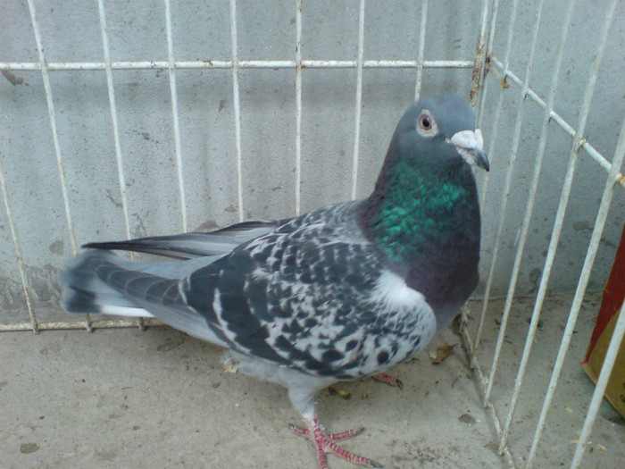 Cro 08 vandut