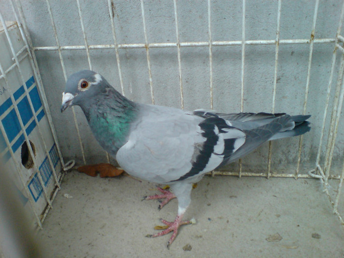 PL 05