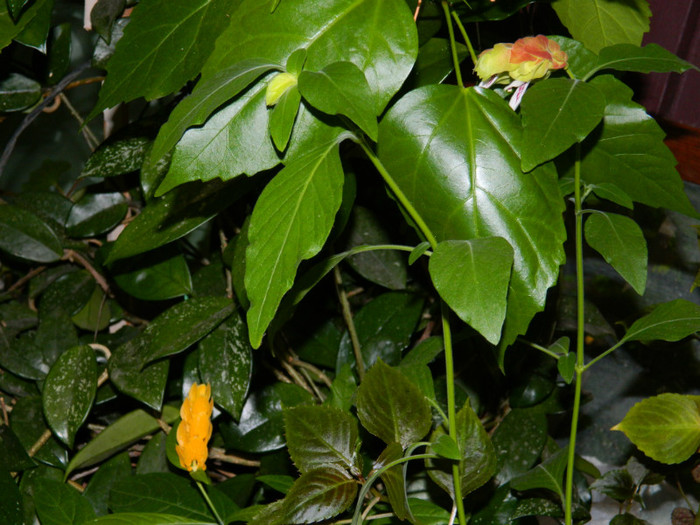 DSCN9027 - 2 OCTOMBRIE 2012