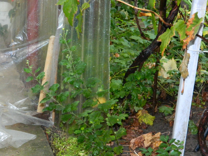 DSCN9049 - 2 OCTOMBRIE 2012