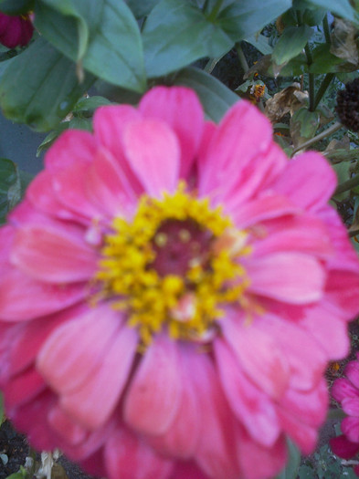 roz - Flori gradina octombrie 2012