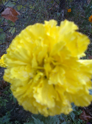 galben craite floare mare - Flori gradina octombrie 2012