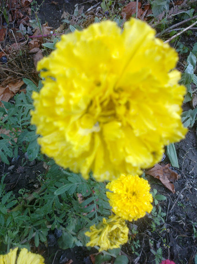 galben 1 - Flori gradina octombrie 2012