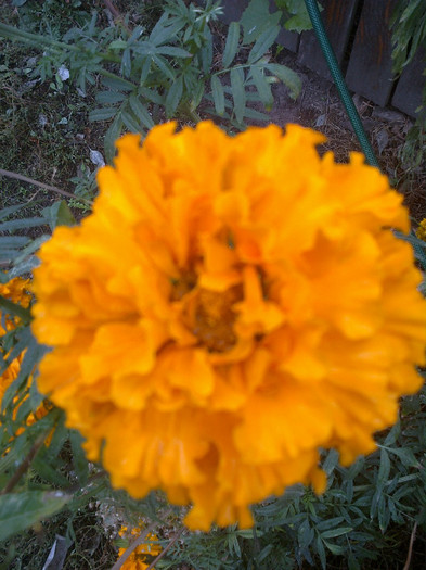 portocaliu craite floare mare - Flori gradina octombrie 2012