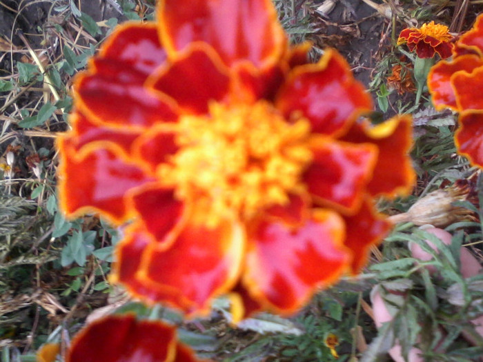 rosu pitic 1 - Flori gradina octombrie 2012