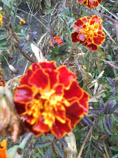 rosu pitic 2 - Flori gradina octombrie 2012