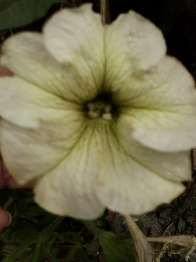 alb cu mijloc galben petunie - Flori gradina octombrie 2012