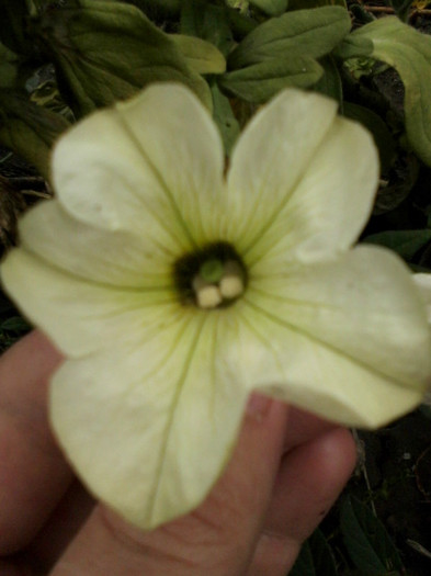 alb cu galben 3 - Flori gradina octombrie 2012