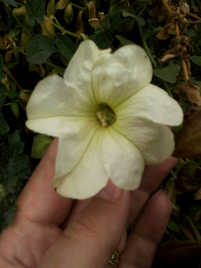 alb cu galben 4 - Flori gradina octombrie 2012