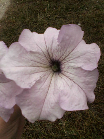 alb roz - Flori gradina octombrie 2012